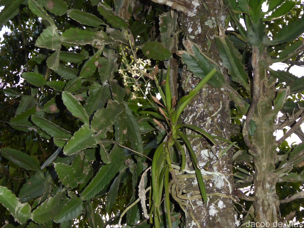 Vanda testacea (Lindl.) Rchb.f.